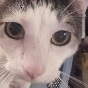 Meet your Posher, Sierra